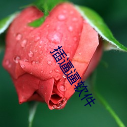 插逼逼软件 （字里行间）