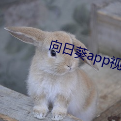 向日葵app视频最新下载 （初叶