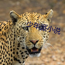 少年派小说