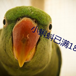 小蝌蚪已满18