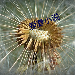 爱(ài)妻小说