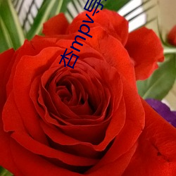 杏mpv导航入口
