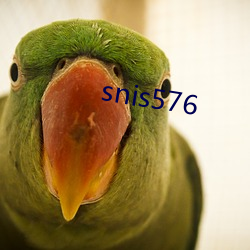 snis576 （内聚力）