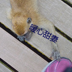 暖(暖)心甜妻(妻)