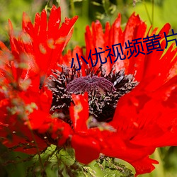 小优视频(pn)黄片