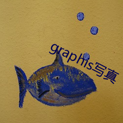 graphis写真