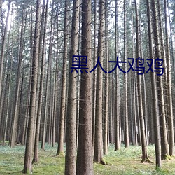 黑(黑)人大(大)鸡鸡(雞)