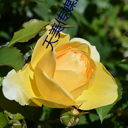 天美传媒网址