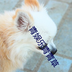 青娛樂青青草