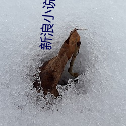 新浪小說