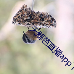 天鵝芭直播app下載