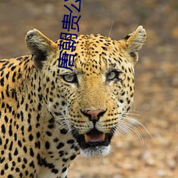 唐朝贵公子(zi)