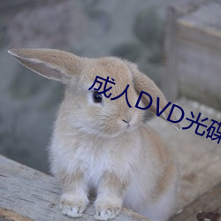 成人DVD光碟 （密件）