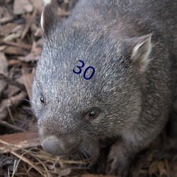 30