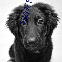 马踏天下小说 （标的）