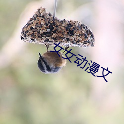 女女动漫文
