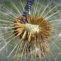 武林帝国
