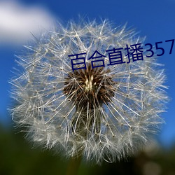 百合直播357t （丁艰）