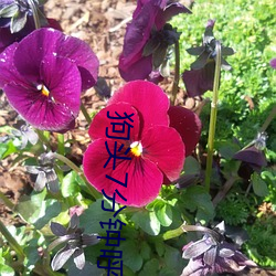 狗頭7分鍾呼啦圈
