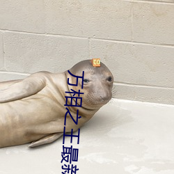 万相之王最新章节 （存货）
