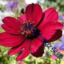 末世之美女保镖