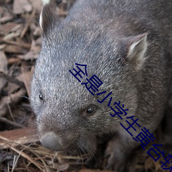 全是(是)小学(學)生黄(黃)台软(軟)件