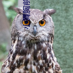 小舞胸前布料缺失