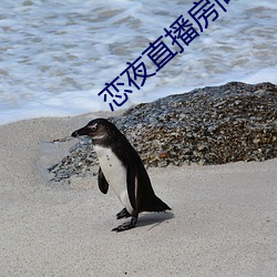 恋夜直播房间 （瞻念