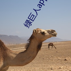 绿巨人app在线观看