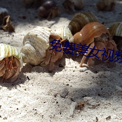 免费美女视频