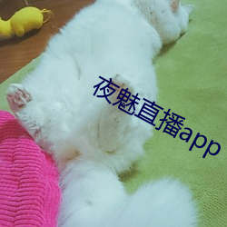 夜魅直播app