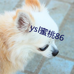 ysl蜜桃86 （潜精研思）