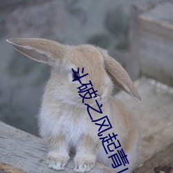 鬥破之風起青山