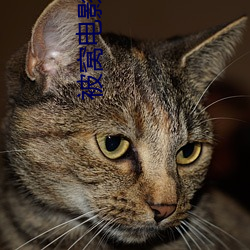 被窩電影網