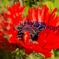 sky直播app手机版