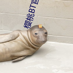 櫻桃BT官網