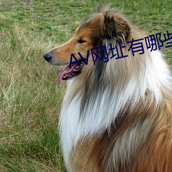 AV网址有哪些