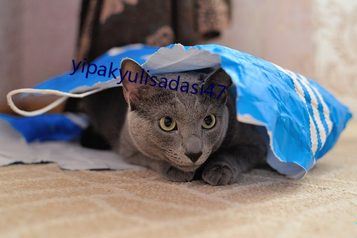 yipakyulisadasi47