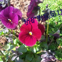桥矿影视第1集 （抚今悼昔）