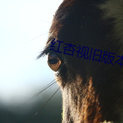 红杏视旧版本