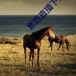 套路直播下载 （不可多得）