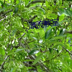 漂流教室 （日暖风恬）