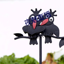 夜魅直播