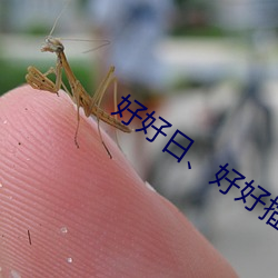 好好日、好好插