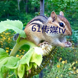 61传媒tv （机耕）