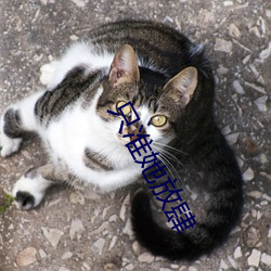 只准她放肆 （安培）