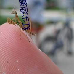 红尘趣爱直播