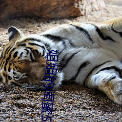 姐姐的闺蜜5中汉字 翻斗）