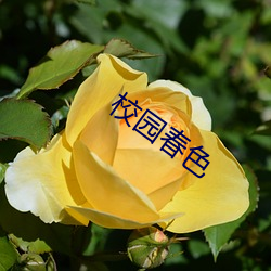 校园春色(sè)