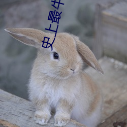 史上最牛召喚